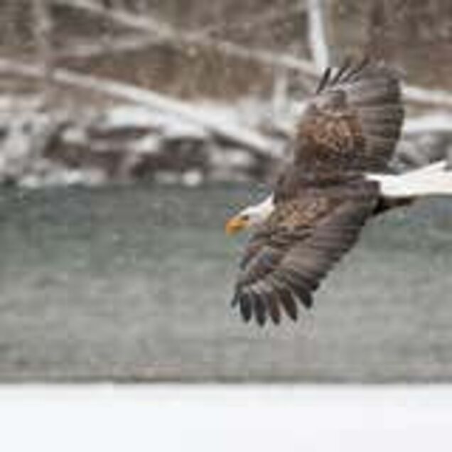 Congress killed a landmark wildlife bill to preserve a massive crypto tax loophole