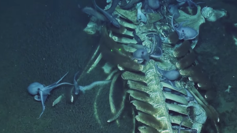 Illustration for article titled Scientists just loving this dead whale being devoured by an octopus swarm