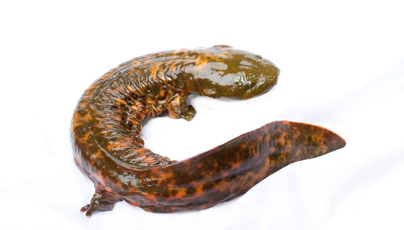 Illustration for article titled Meet the "Snot Otter," North America's Biggest Salamander