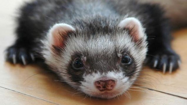 The ferrets whose eyes were wired to be ears