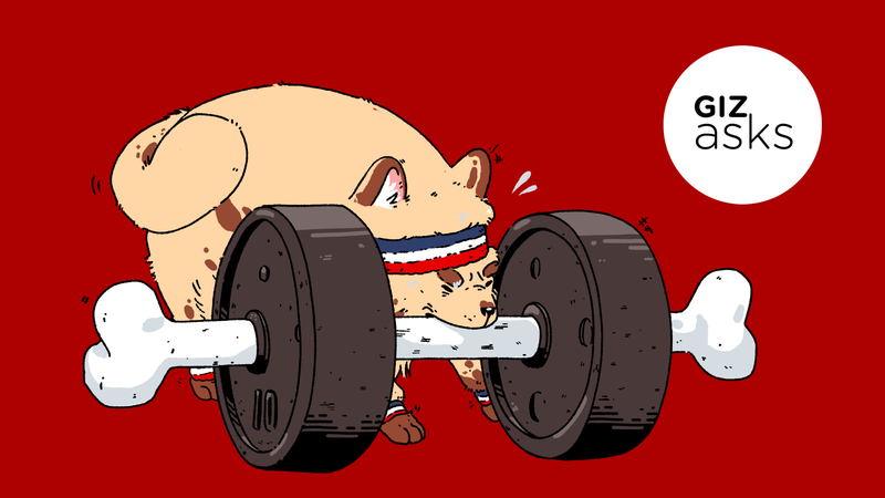 Illustration for article titled Do Animals Work Out?