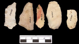 Illustration for article titled Stone tools shaped the evolution of our hands