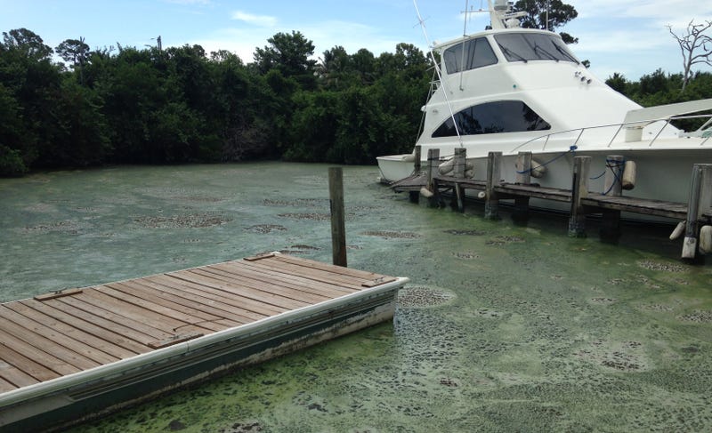 Florida's Slime Coast Is a State-Sponsored Disaster Bhcyozveetfxkfsnmbki