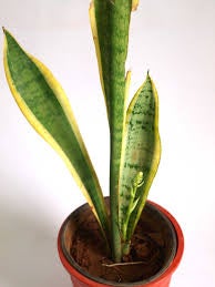 Illustration for article titled HiveMind - plant tasting question??