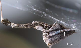 Illustration for article titled This Spider Catches Prey With a Web of Electrically Charged Silk