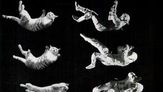 Illustration for article titled The experiment to determine whether an astronaut could fall like a cat