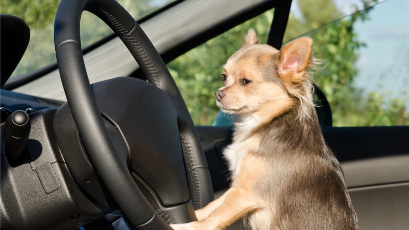 Illustration for article titled Dog Thinks It's People, Drives Car Into Pedestrian