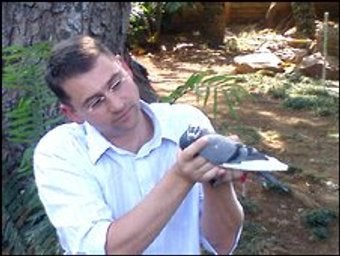 Illustration for article titled Bird Beats Broadband! Pigeon Flies 4GBs Faster than South African DSL