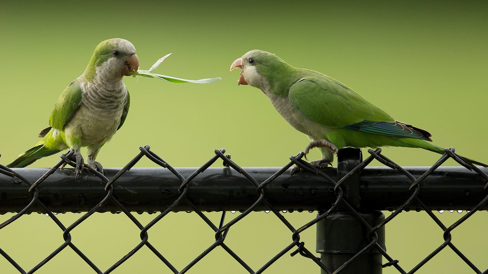 Feral Parrots Are Taking Over America