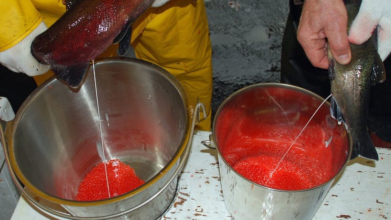 preparation dna Salmon sperm Rochlin recommends Porn stars in latex