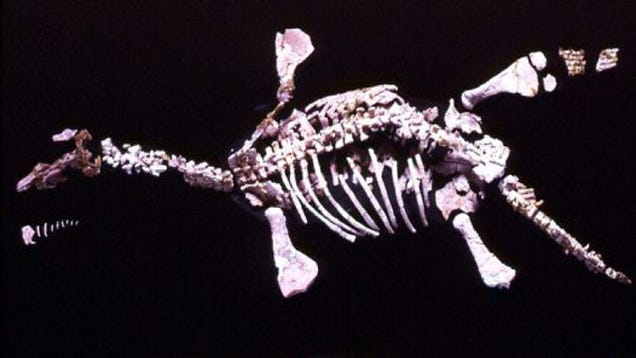 fossil traders found amazing prehistoric reptile
