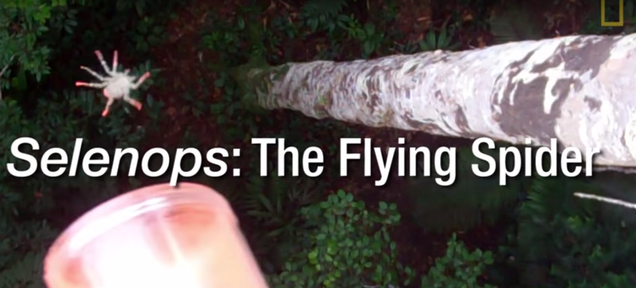 Watch Biologists Drop Flying Spiders Out of Trees for Science