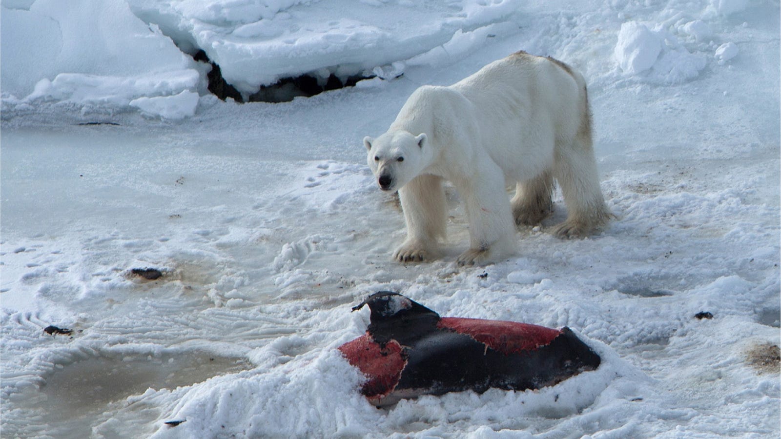 That Story of a Polar Bear Petting a Dog Just Took a Dark Turn That Story of a Polar Bear Petting a Dog Just Took a Dark Turn