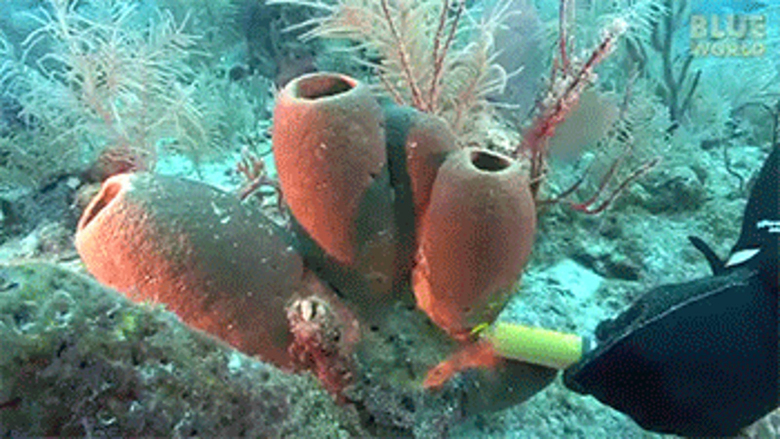 who does the sea sponge move