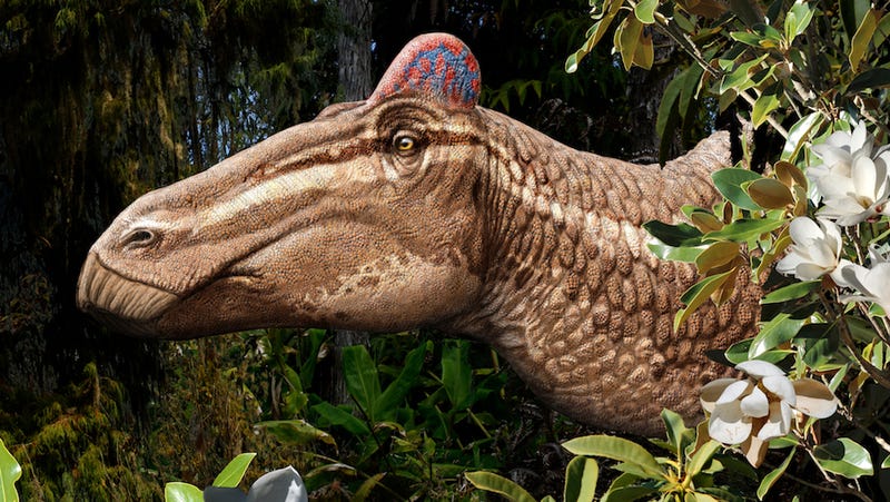 triceratops with feathers