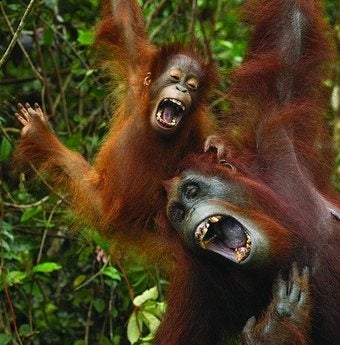 Illustration for article titled What is the evolutionary purpose of tickling?
