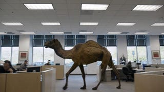 Illustration for article titled TAY Time Chat: Hump Day!