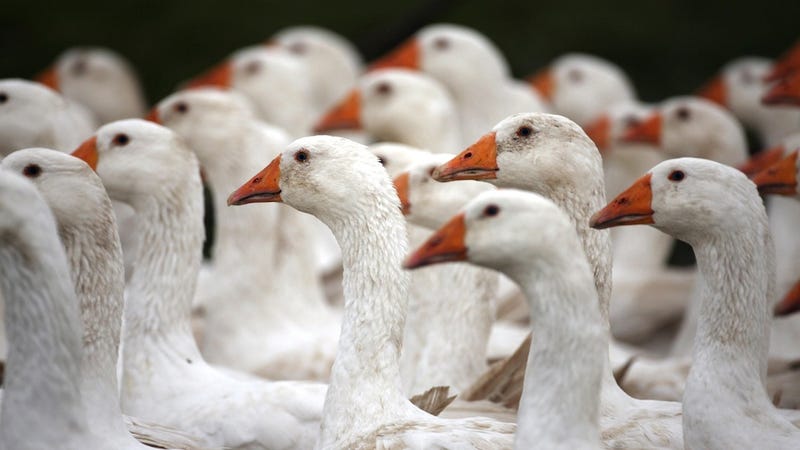 canada goose jackets harm animals
