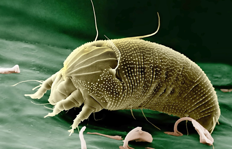 how-a-single-parasite-species-can-change-every-life-form-around-it