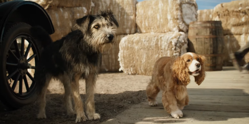 Illustration for article titled Star Crossed Puppers Shine in the Adorable First Trailer for Disney's Live-Action Lady and The Tramp Remake