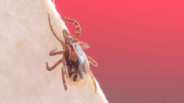 photo of Bloodthirsty Ticks Have a Seriously Weird Genome image