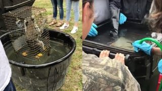 Video Shows Florida Teacher Allegedly Drowning Two Raccoons in Science Class