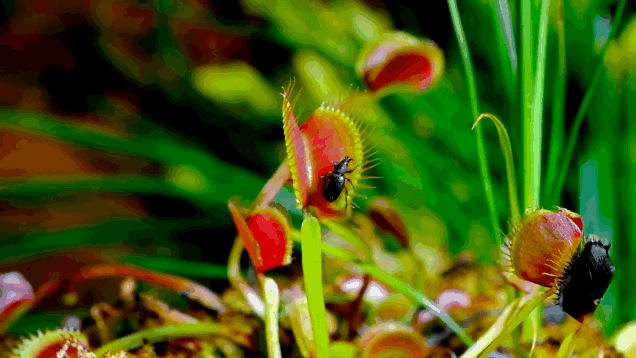 This Menacing Carnivorous Plant Timelapse Is A Horror Movie For Bugs