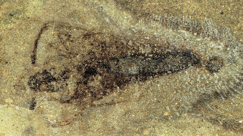 fossil discovery 2020