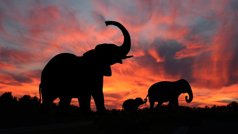 Illustration for article titled Do elephants purr?