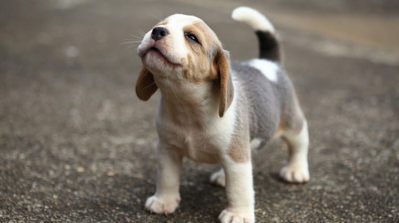 Illustration for article titled Last Call: Adoptable puppies named for Taco Bell foods are today’s internet blessing