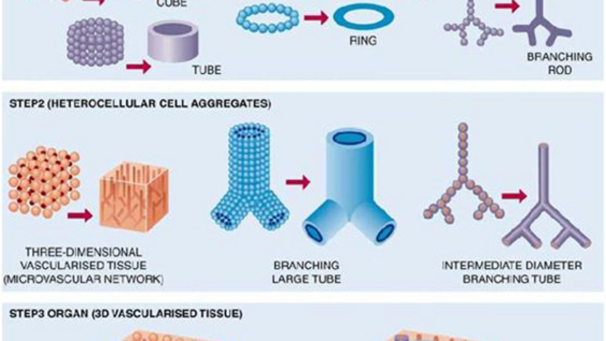 organ donor list organ transplantation