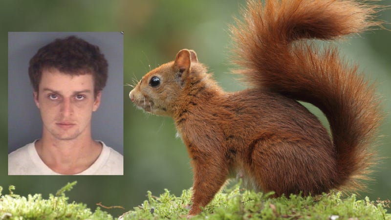 Illustration for article titled A Florida Man Was Caught Driving Drunk With A Squirrel In His Shirt