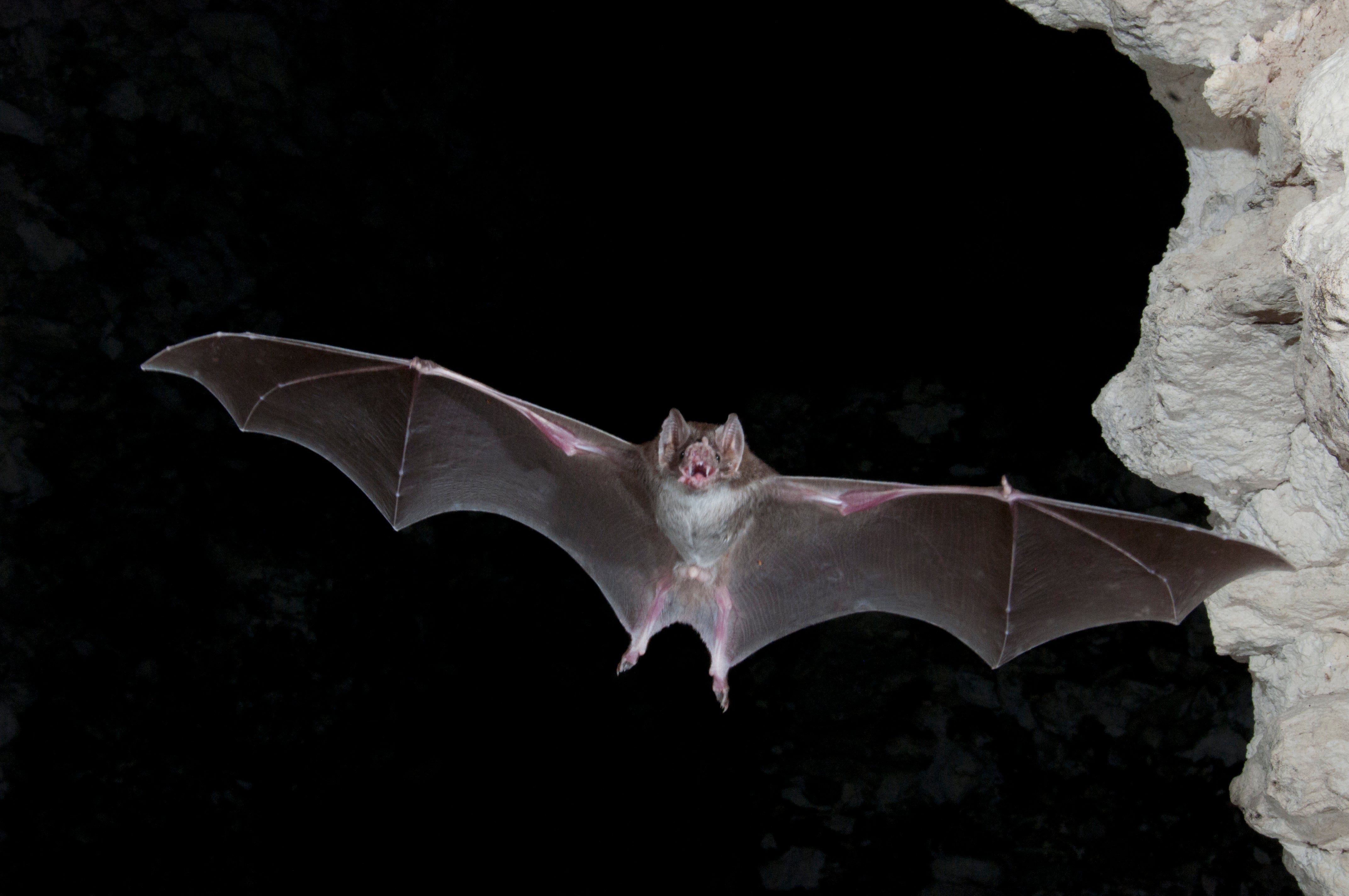 Why Are Bats So Good at Spreading Disease?