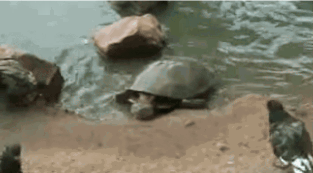 Image result for turtles animation gif 