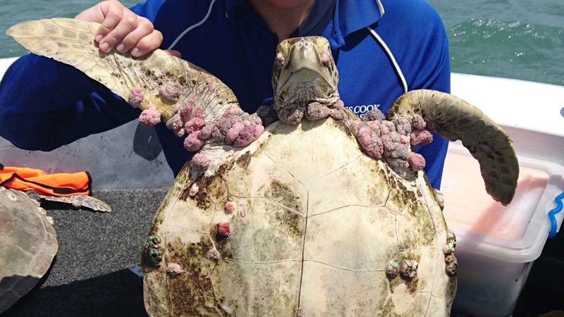 A green sea turtle stricken with fibropapillomatosis (Image: Karina Jones/James Cook University)