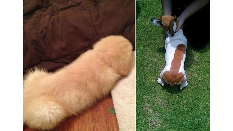 Image result for penis shaped puppy