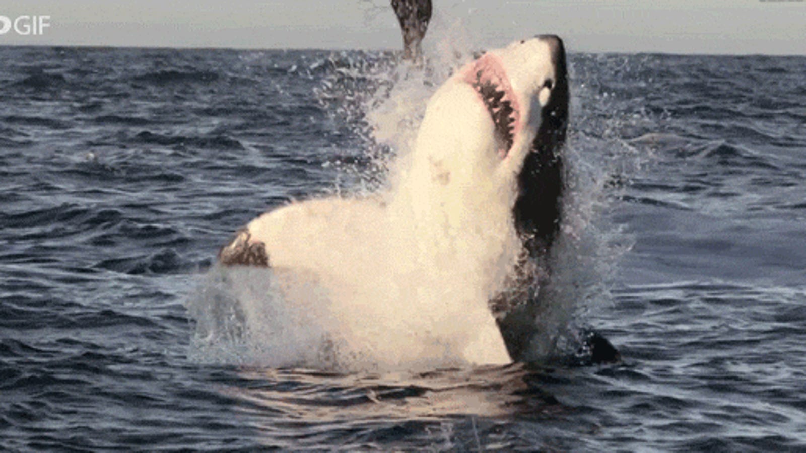 Extraordinary sharp footage of Great White sharks jumping and hunting