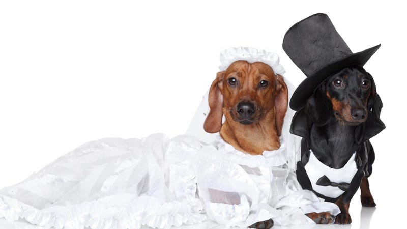 Illustration for article titled Another Official Dog Wedding Mocks Commitment-Averse Humans