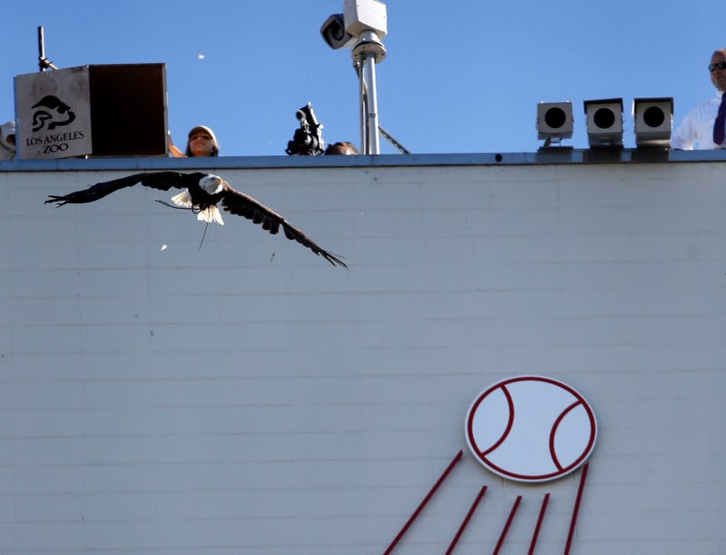 Illustration for article titled Bald Eagle Ignores Trainer, Leaves Dodger Stadium