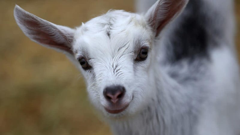 Illustration for article titled This summer's hottest event is a "Goat LARP," a LARP designed to entertain goats
