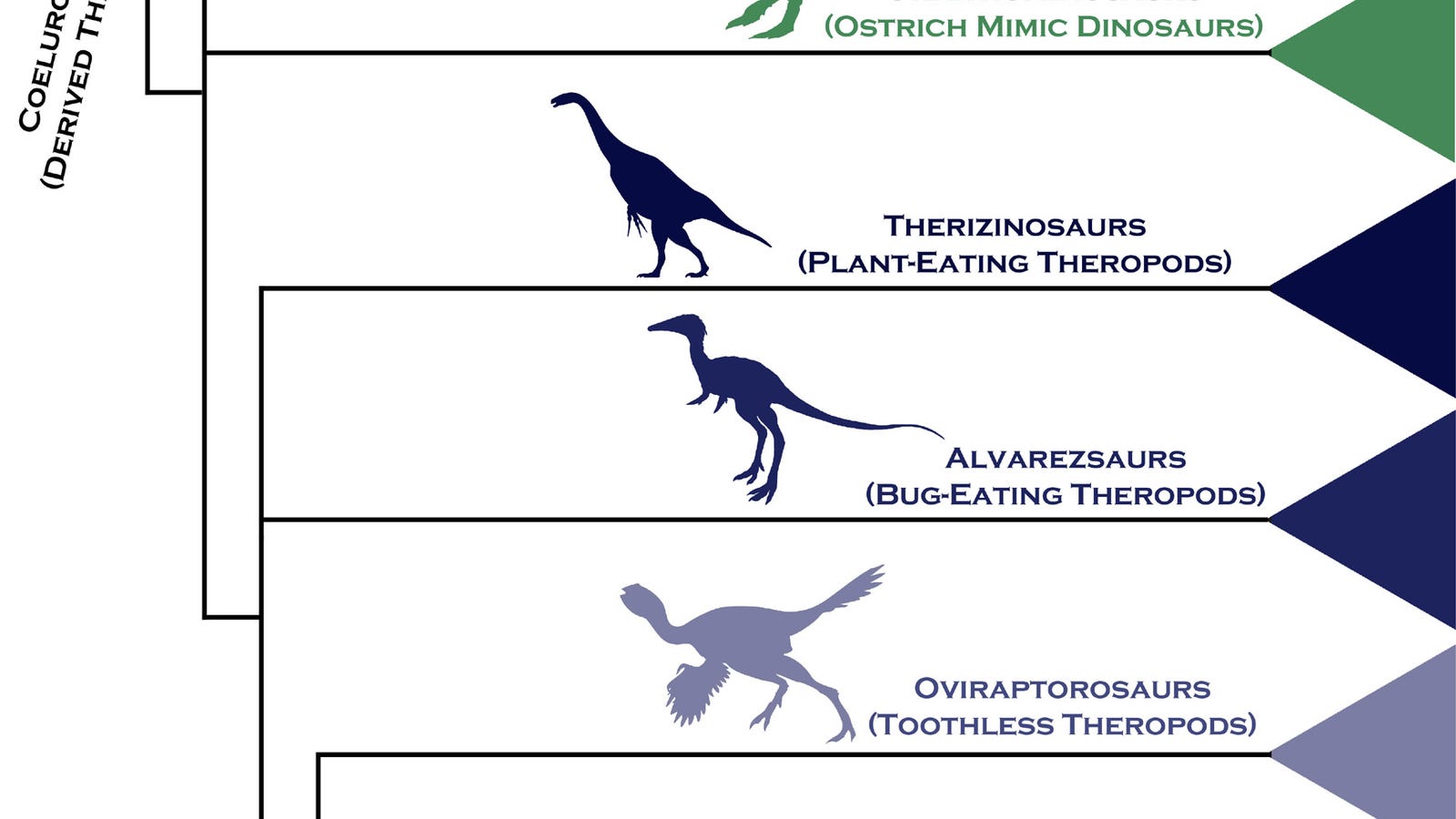 proof that dinosaurs evolved into birds