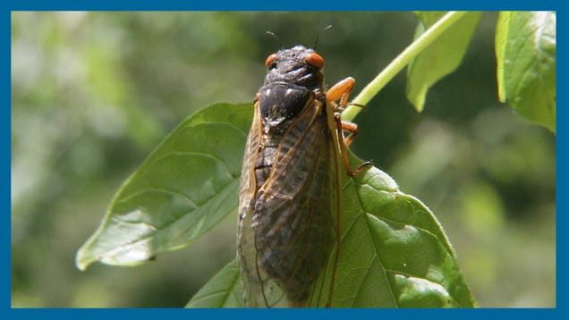 What's the Deal With All These Cicadas?