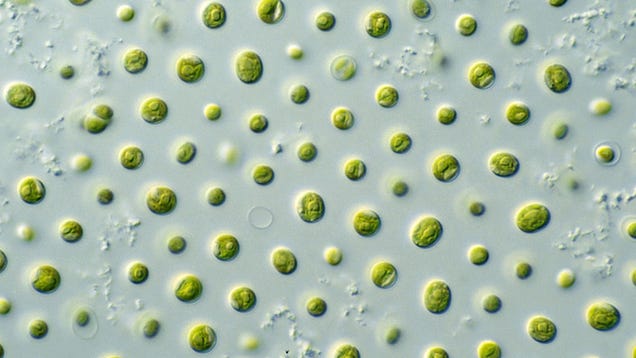 Microalgea. Image: CSIRO/Wikimedia Commons