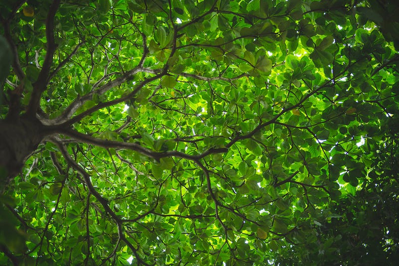 Image: Vijesh K/Flickr