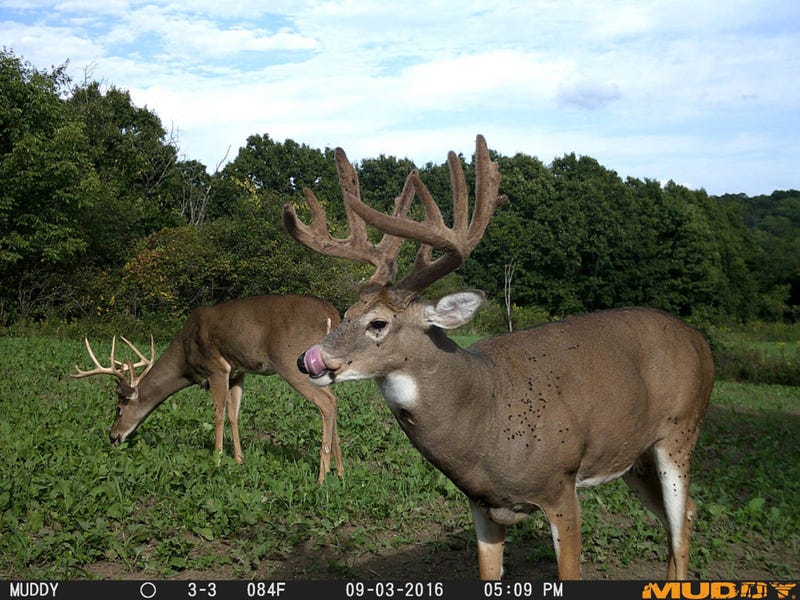 Illustration for article titled A mystery Weapon for first-rate wildlife camera 2018