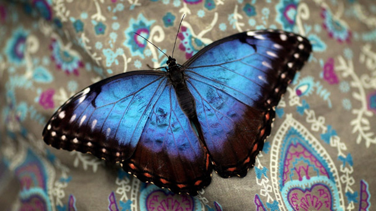 Colombian Company Uses Butterflies To Change Women's Lives