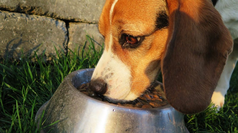 La ilustración del artículo titulado FDA dice que aún se está investigando un posible vínculo entre algunos alimentos para perros y la enfermedad cardíaca canina