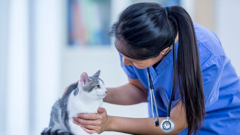 Illustration for article titled Pros And Cons Of Pet Insurance