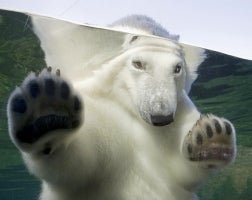 Illustration for article titled Lend Me Your Paw