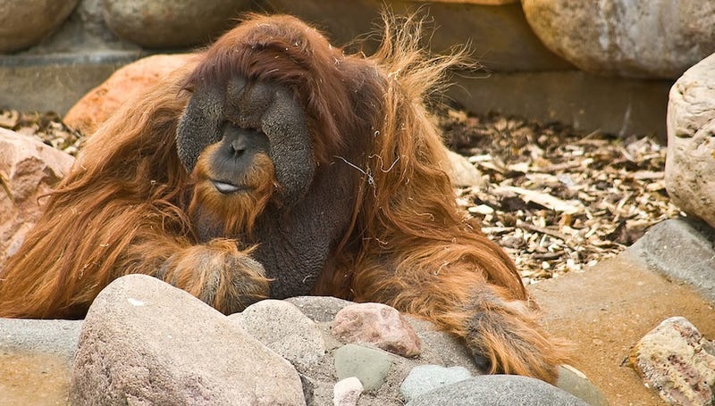 Evidence that wild orangutans are scary smart